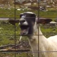 Screaming Sheep