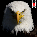Beşiktaş Marşları HD icon
