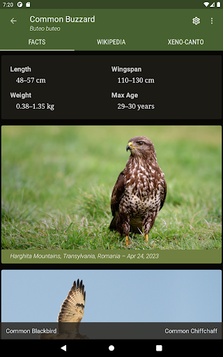 Little Bird Guide: Aves Europe 10