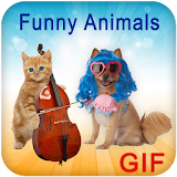GIF Funny Animal Collection icon