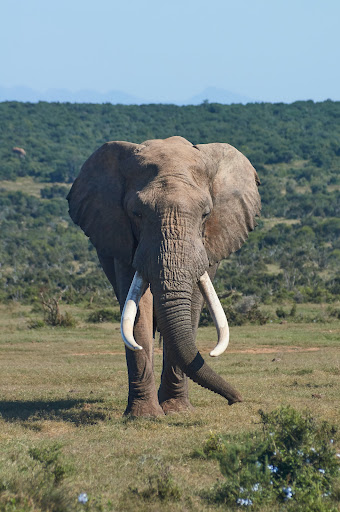 Elephant Wallpapers Screen 2