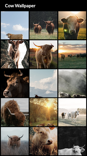 Cow Wallpapers Screen 2