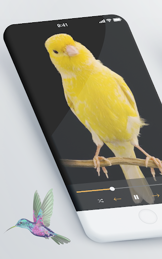 Android application Canary Songs: Melodies screenshort
