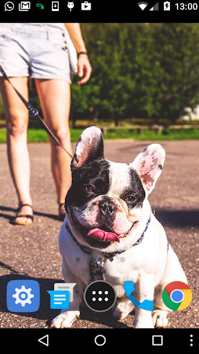 french bulldog wallpaper Screen 2