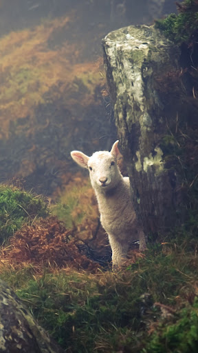 Sheep Wallpapers Screen 2