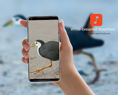 White-breasted Waterhen Bird Sounds 1.0.4 APK screenshots 1