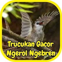 Trucukan Gacor Ngerol Ngebren