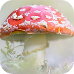 Cover Image of Download Earth Wallpaper Collection 2.0 APK