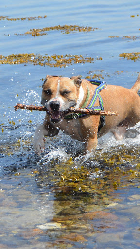 Android application pitbull dog wallpaper screenshort