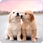 Cover Image of Descargar Cute Puppy Wallpapers 1.0 APK