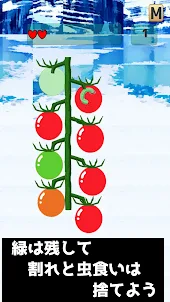 ミニトマト収穫祭/Mini TOMATO Harvest f