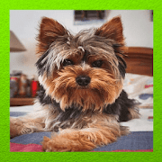 Teacup Yorkie  Icon