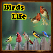 Birds Life