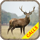 Deer hunting calls:Whitetail, Wapiti, moose sounds icon