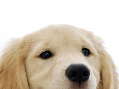 動物 壁紙 無料 886435