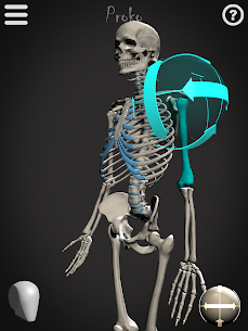 Skelly: Poseable Anatomy Model 7