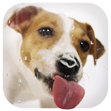 Dog Licks Screen Wallpaper 2019 icon
