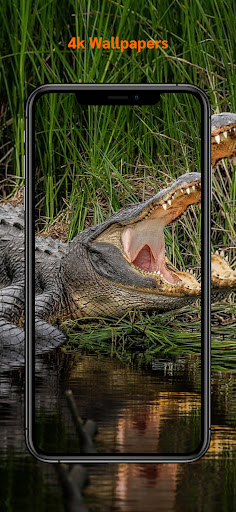 Crocodile 4k Wallpapers