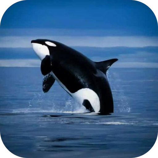 Orca Wallpapers Download on Windows