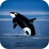 Orca Wallpapers icon