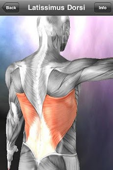 Learn Muscles: Anatomyのおすすめ画像5