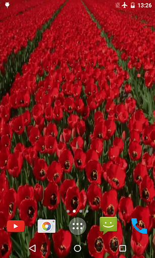 Red Tulips Live Wallpaper Screenshot 4 - AppWisp.com
