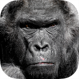 Real Gorilla vs Zombies - City icon