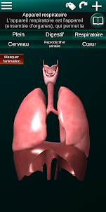 Organes Internes 3D Anatomie