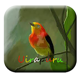 Canto de Uirapuru mp3 Offline icon