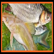 complete freshwater fish farming