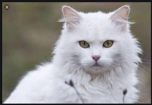 Beautiful Cats Wallpapers