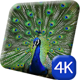 Amazing Peacock 4K Live icon