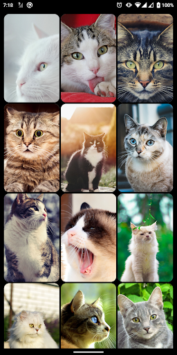 Cat & Cute Kittens Wallpaper Screen 2
