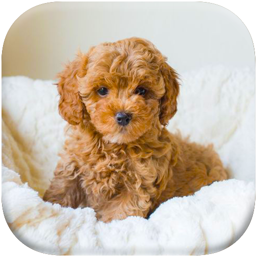 Puppy Wallpaper Install on Windows