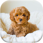 Cover Image of Download Puppy Wallpaper  APK