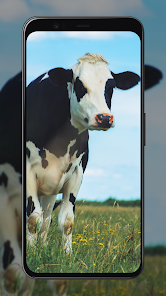 Cow Print Wallpaper - Apps on Google Play