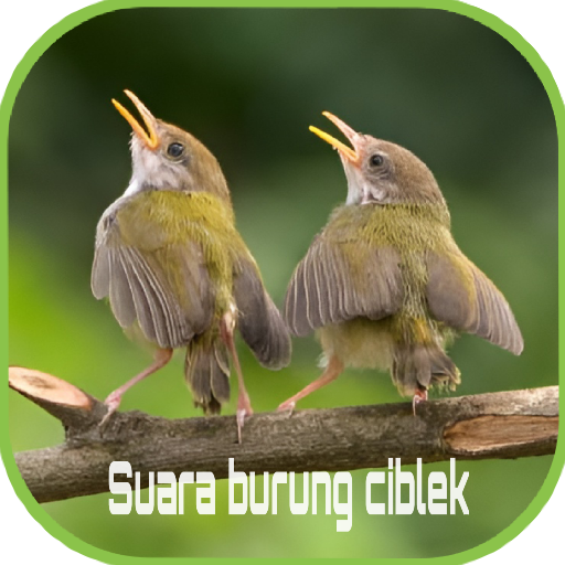 Suara burung ciblek logo