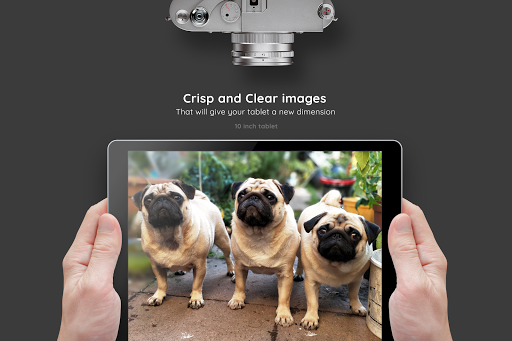 Dog Wallpapers HD 4K Dogs Backgrounds Free