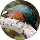 Cuckoos Bird (Animal) Sounds icon