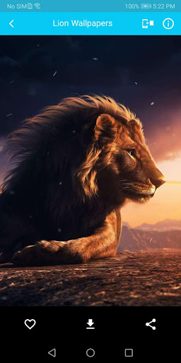 Lion Wallpapers HD Screen 2
