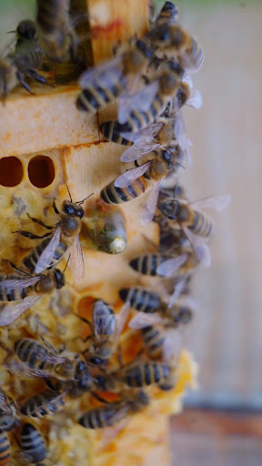 Android application honey bee wallpaper screenshort