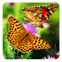 Butterfly Wallpapers HD icono