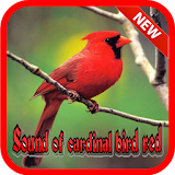 Sound Of Cardinal Bird Red icon