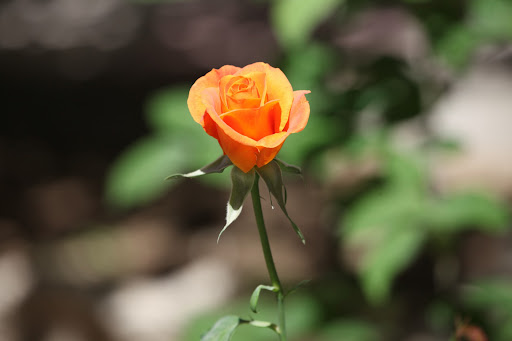 Orange Rose Wallpapers 10