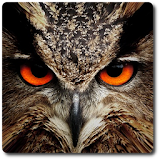 Owl Vision Camera IR Effect icon