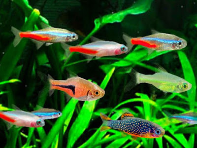 70以上 アクアリウム 綺麗な水草 334549
