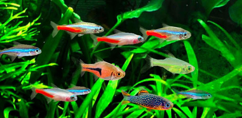 Mini Aqua: Tropical Fish Tank