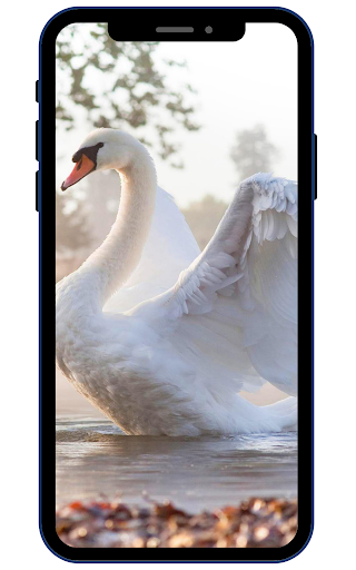 Swan Wallpapers Screen 3