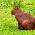 Cover Image of Unduh Capybara Wallpapers 4.0 APK