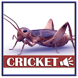 Sound Of Crickets For Mice icon